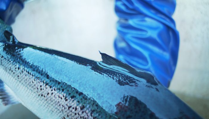 FG_Fish Close